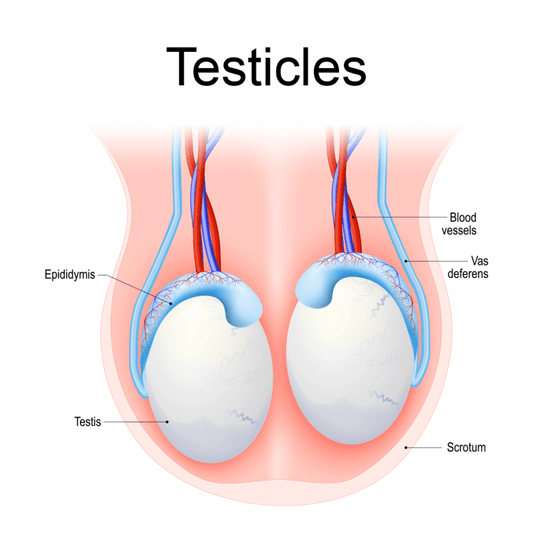 Tugging Pain in Balls When Caged: Why It Happens and How to Fix It