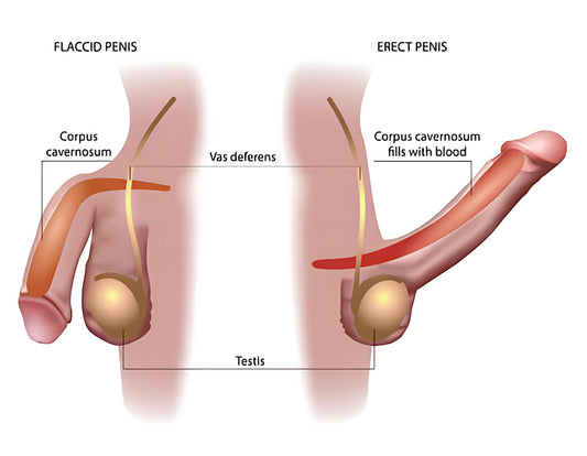 Unlocking the Key: How Chastity Can Cure Porn-Induced ED